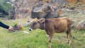 A small calf tied on a rope in a pasture. She held out her hand with the flowers and reached for the cow to feed it. Very Royalty Free Stock Photo