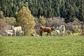 Small calfs on the pasture by forest Royalty Free Stock Photo