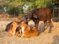 Small calfs and water buffalos Royalty Free Stock Photo