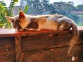 Small Calico kitten sun bathing Royalty Free Stock Photo