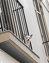 Small calm chihuahua dog looking down from a home balcony