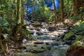 Small and calm river crossing the forest Royalty Free Stock Photo