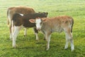 Young calfes on meadow Royalty Free Stock Photo