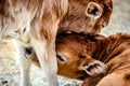 Small calves pressed their muzzles to each other.