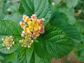 Small Camara lantana flowers with various color combinations, good for backgrounds and objects, landscapes and portraits