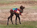 Small camel