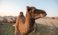 Small camel (Hashi) in the barn in the Kingdom of Saudi Arabia .