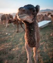 Small camel (Hashi) in the barn in the Kingdom of Saudi Arabia. Royalty Free Stock Photo