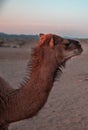 Small camel (Hashi) in the barn in the Kingdom of Saudi Arabia