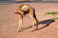 Small Camel with a twisted Neck