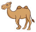 Camel in dessert , vector or color illustration