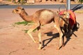 Small Camel Walking