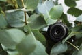 Small camera hidden in green houseplant foliage, closeup Royalty Free Stock Photo