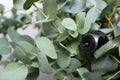 Small camera hidden in green houseplant foliage, closeup Royalty Free Stock Photo