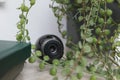 Small camera hidden near houseplant on wooden table, closeup Royalty Free Stock Photo