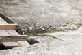 Small camouflaged lizard on the road, Malaysia Royalty Free Stock Photo