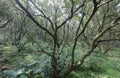 Small camphor tree, adobe rgb