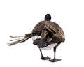 Small Canadian Goose on white background Royalty Free Stock Photo