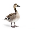 Small Canadian Goose, standing facing front. Head bowed down towards ground. Isolated on a white background Royalty Free Stock Photo