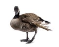 Small Canadian Goose on white background Royalty Free Stock Photo