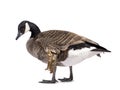 Small Canadian Goose on white background Royalty Free Stock Photo