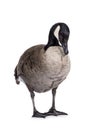 Small Canadian Goose on white background Royalty Free Stock Photo