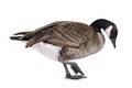 Small Canadian Goose on white background Royalty Free Stock Photo