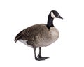 Small Canadian Goose on white background Royalty Free Stock Photo