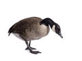 Small Canadian Goose on white background
