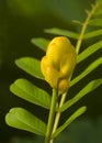 Small candlebush flower Royalty Free Stock Photo