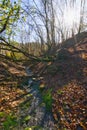 Small canyon near Cabrad castle ruins with creek and fallen dead trees during autumn