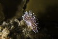 A small Cape silvertip nudibranch (Janolus capensis) Royalty Free Stock Photo