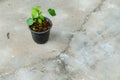 A small Capsicum plant growing on a pot in an Indian household. Isolated Green plant pot placed on a concrete floor Royalty Free Stock Photo