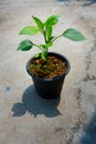 A small Capsicum plant growing on a pot in an Indian household. Isolated Green plant pot placed on a concrete floor Royalty Free Stock Photo