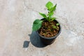 A small Capsicum plant growing on a pot in an Indian household. Isolated Green plant pot placed on a concrete floor Royalty Free Stock Photo