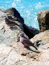 Small caribbean pigeon sits on a stony ground next to the sea