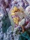 Small Caribbean seahorse