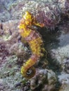 Small Caribbean seahorse