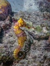 Small Caribbean seahorse