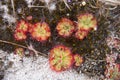 The small carnivorous phant that eating insect, tropical sundew Drosera burmannii