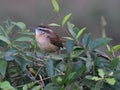 Small Carolina Wren bird perched atop a tree branch, its gaze focused off into the distance Royalty Free Stock Photo