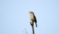 Carolina Wren songbird sining from tree top, Monroe, Walton County GA Royalty Free Stock Photo