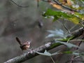 Small Carolina Wren bird perched atop a tree branch adorned with lush green foliage Royalty Free Stock Photo