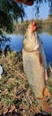 Small carp of Danube Royalty Free Stock Photo