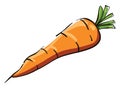 Small carrot, illustration, vector