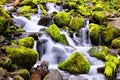 Small cascade over mossy rocks, Olympic National Park, Washington, USA Royalty Free Stock Photo