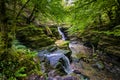 Small cascades in a deep, narrow gorge surrounded by Beech forest (Clydach Gorge Royalty Free Stock Photo