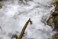 Small cascades of waterfalls on a mountain stream in the spring. Parod River. Israel Royalty Free Stock Photo