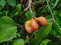 Small cashews, photographed in the backyard of a farm in a rural region.