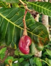 Small cashews, photographed in the backyard of a farm in a rural region.